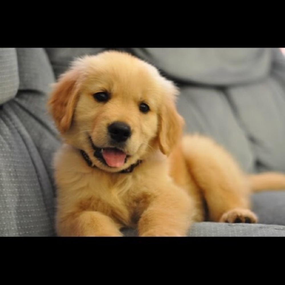 COPY - Like Me Adele & Puppy Moses, @adele2030 Live Shows Weekly Follow to be …